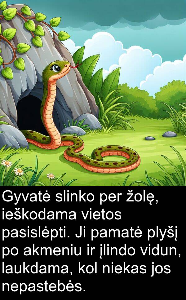 ieškodama: Gyvatė slinko per žolę, ieškodama vietos pasislėpti. Ji pamatė plyšį po akmeniu ir įlindo vidun, laukdama, kol niekas jos nepastebės.