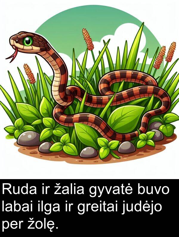 judėjo: Ruda ir žalia gyvatė buvo labai ilga ir greitai judėjo per žolę.