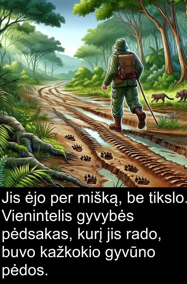 rado: Jis ėjo per mišką, be tikslo. Vienintelis gyvybės pėdsakas, kurį jis rado, buvo kažkokio gyvūno pėdos.