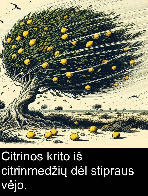 citrinmedžių: Citrinos krito iš citrinmedžių dėl stipraus vėjo.