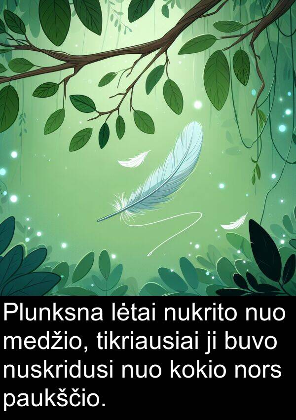 paukščio: Plunksna lėtai nukrito nuo medžio, tikriausiai ji buvo nuskridusi nuo kokio nors paukščio.