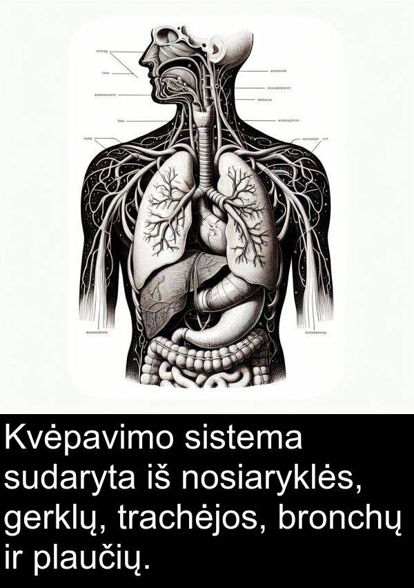 plaučių: Kvėpavimo sistema sudaryta iš nosiaryklės, gerklų, trachėjos, bronchų ir plaučių.