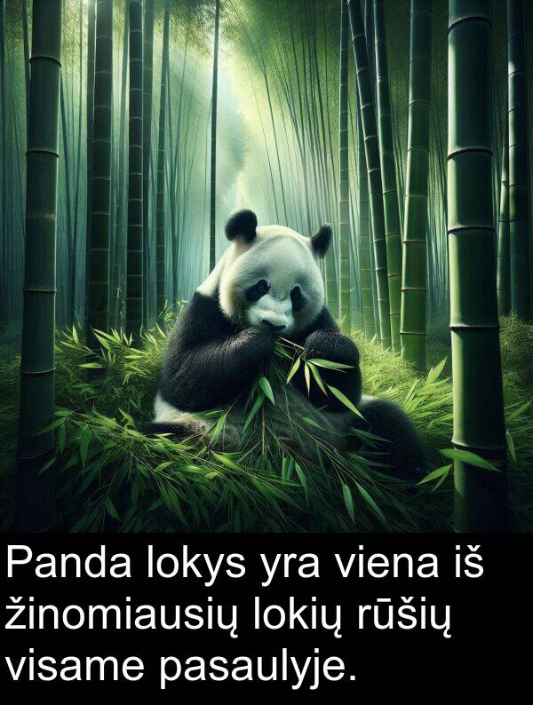 pasaulyje: Panda lokys yra viena iš žinomiausių lokių rūšių visame pasaulyje.