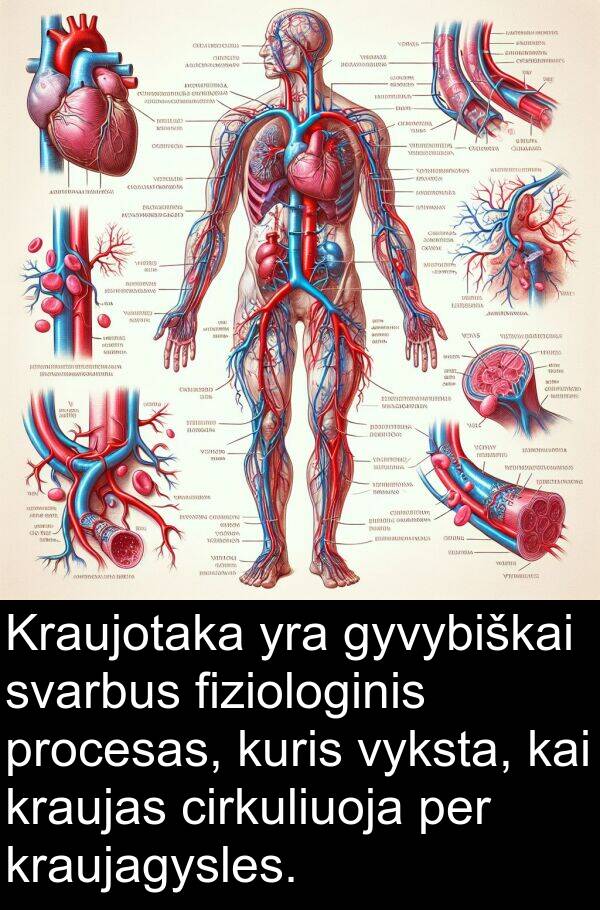 cirkuliuoja: Kraujotaka yra gyvybiškai svarbus fiziologinis procesas, kuris vyksta, kai kraujas cirkuliuoja per kraujagysles.