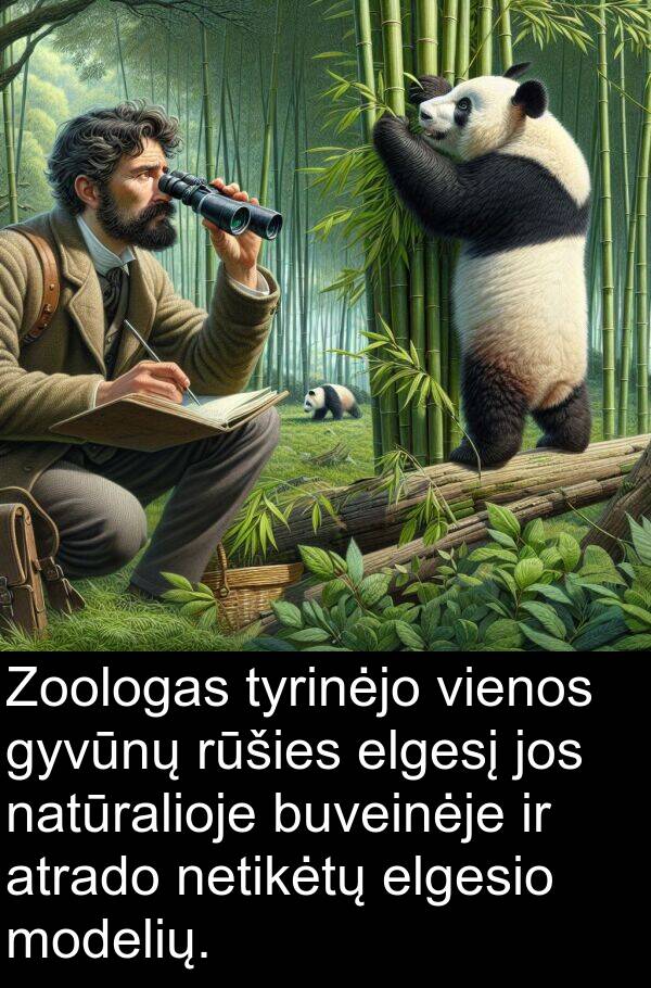 natūralioje: Zoologas tyrinėjo vienos gyvūnų rūšies elgesį jos natūralioje buveinėje ir atrado netikėtų elgesio modelių.