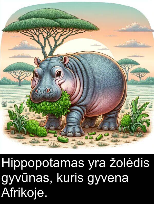 kuris: Hippopotamas yra žolėdis gyvūnas, kuris gyvena Afrikoje.