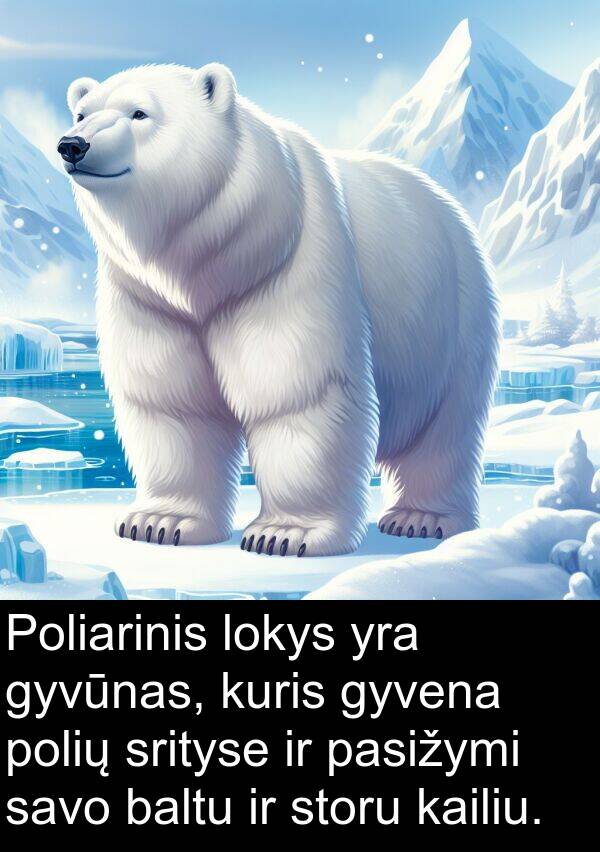 baltu: Poliarinis lokys yra gyvūnas, kuris gyvena polių srityse ir pasižymi savo baltu ir storu kailiu.