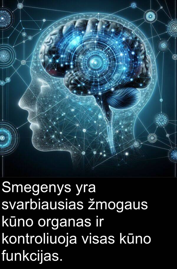 organas: Smegenys yra svarbiausias žmogaus kūno organas ir kontroliuoja visas kūno funkcijas.