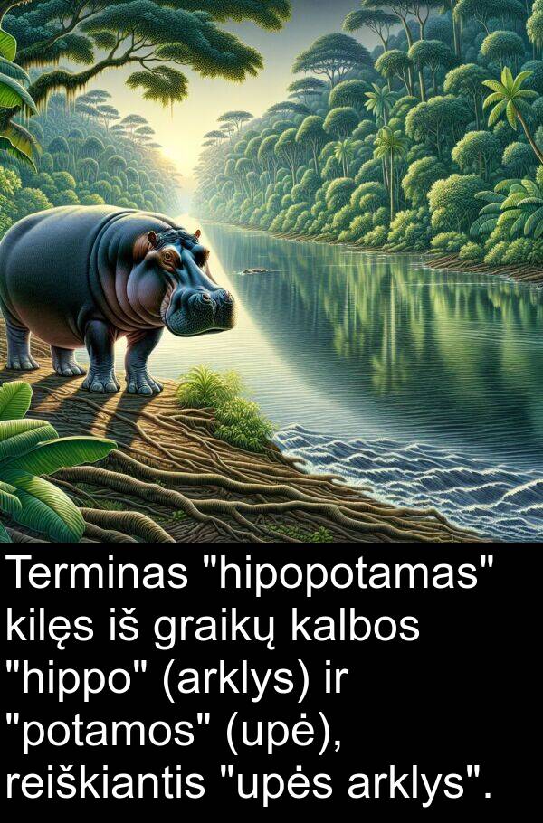 kalbos: Terminas "hipopotamas" kilęs iš graikų kalbos "hippo" (arklys) ir "potamos" (upė), reiškiantis "upės arklys".