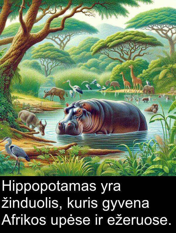 upėse: Hippopotamas yra žinduolis, kuris gyvena Afrikos upėse ir ežeruose.