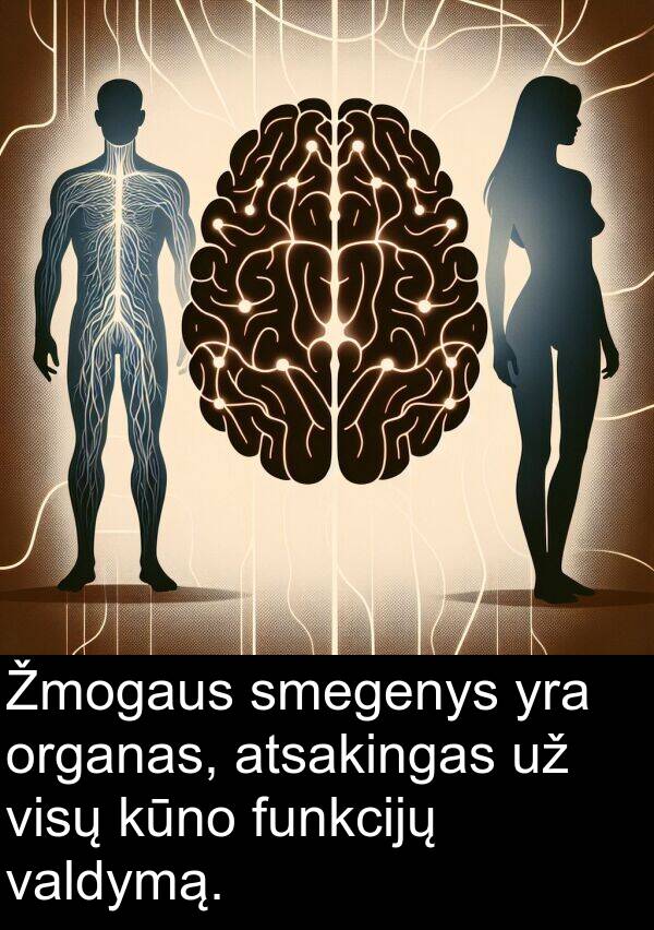 smegenys: Žmogaus smegenys yra organas, atsakingas už visų kūno funkcijų valdymą.