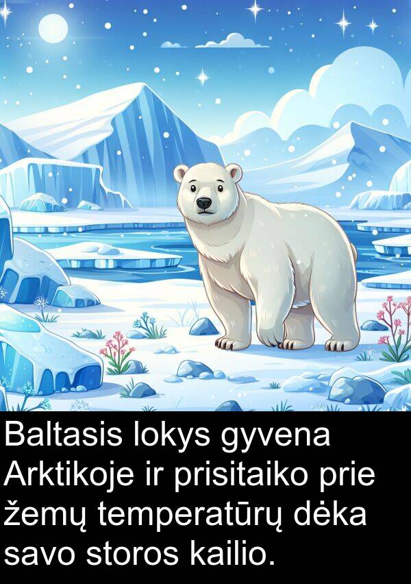 kailio: Baltasis lokys gyvena Arktikoje ir prisitaiko prie žemų temperatūrų dėka savo storos kailio.