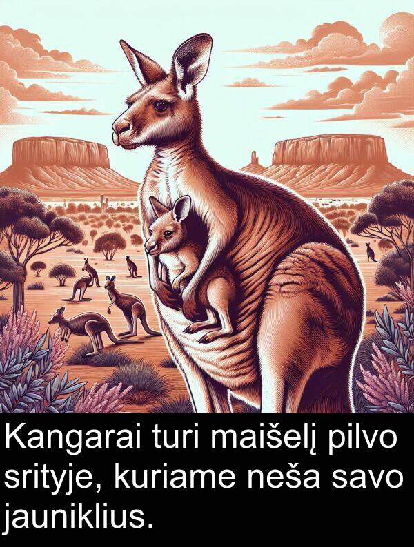 jauniklius: Kangarai turi maišelį pilvo srityje, kuriame neša savo jauniklius.