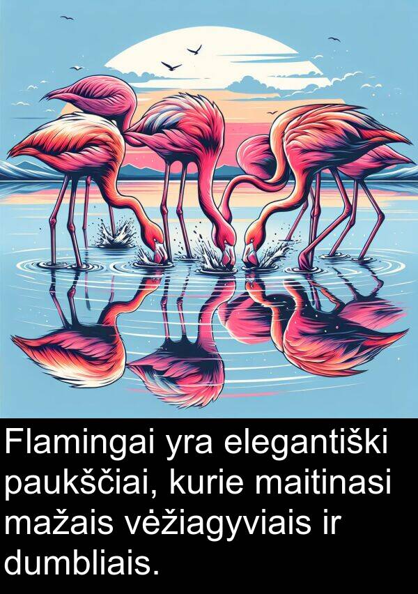 maitinasi: Flamingai yra elegantiški paukščiai, kurie maitinasi mažais vėžiagyviais ir dumbliais.