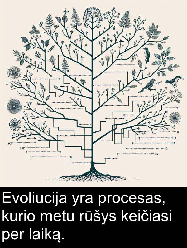 laiką: Evoliucija yra procesas, kurio metu rūšys keičiasi per laiką.