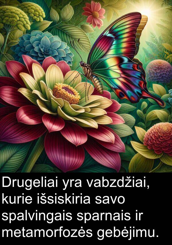 vabzdžiai: Drugeliai yra vabzdžiai, kurie išsiskiria savo spalvingais sparnais ir metamorfozės gebėjimu.