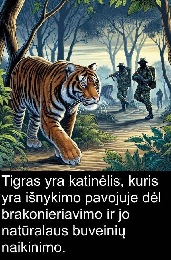naikinimo: Tigras yra katinėlis, kuris yra išnykimo pavojuje dėl brakonieriavimo ir jo natūralaus buveinių naikinimo.