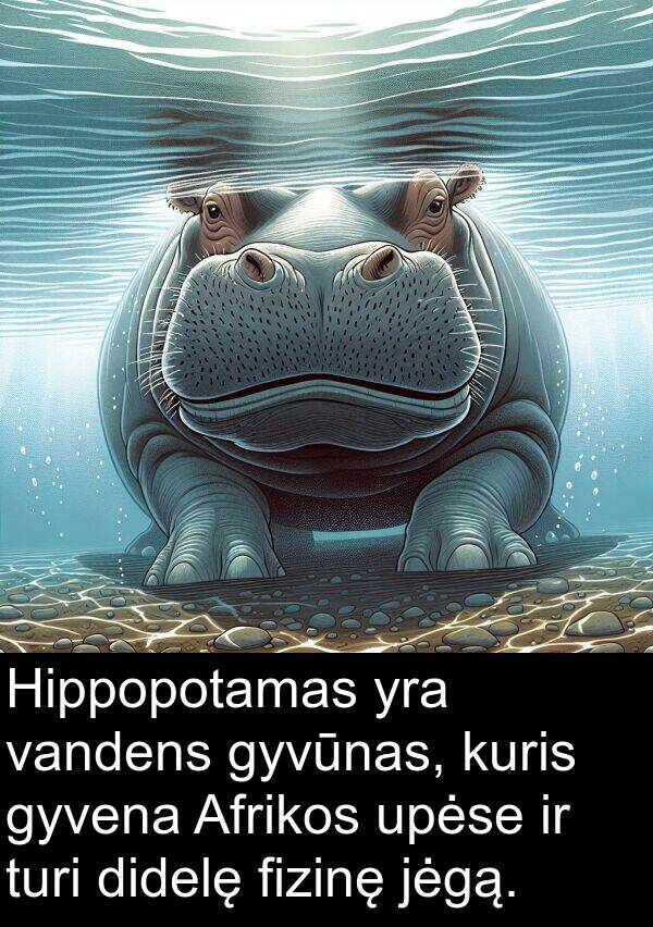 jėgą: Hippopotamas yra vandens gyvūnas, kuris gyvena Afrikos upėse ir turi didelę fizinę jėgą.