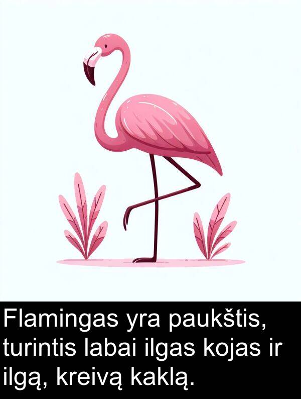 kaklą: Flamingas yra paukštis, turintis labai ilgas kojas ir ilgą, kreivą kaklą.