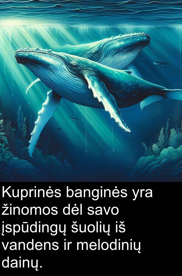 dainų: Kuprinės banginės yra žinomos dėl savo įspūdingų šuolių iš vandens ir melodinių dainų.