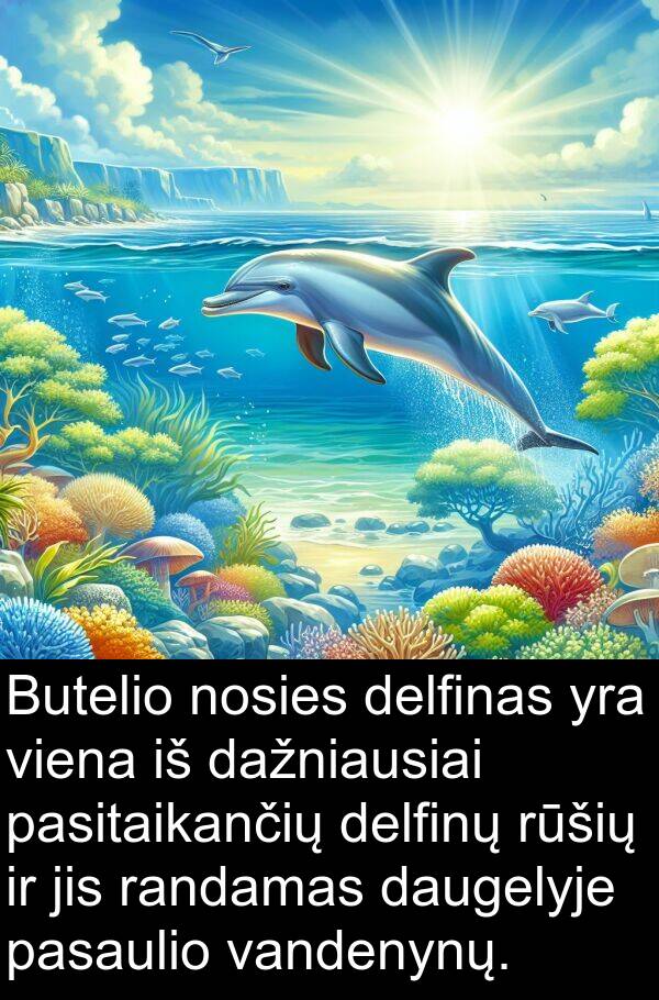 randamas: Butelio nosies delfinas yra viena iš dažniausiai pasitaikančių delfinų rūšių ir jis randamas daugelyje pasaulio vandenynų.