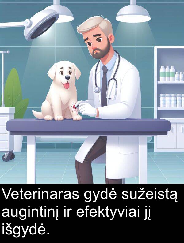 efektyviai: Veterinaras gydė sužeistą augintinį ir efektyviai jį išgydė.