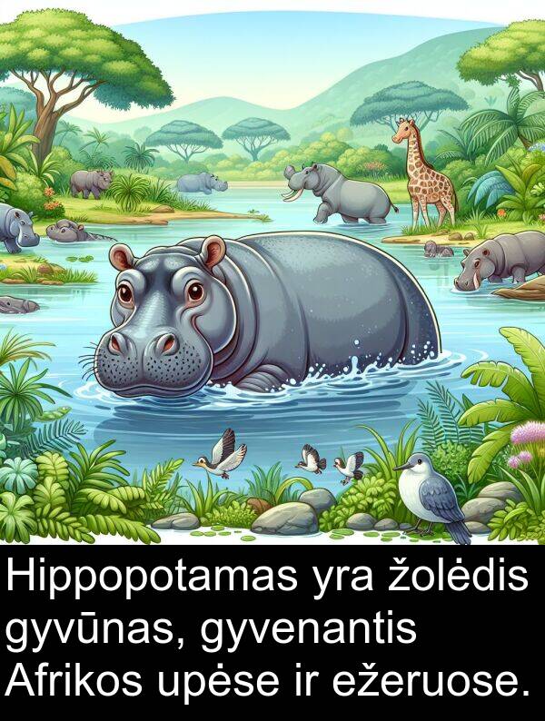 upėse: Hippopotamas yra žolėdis gyvūnas, gyvenantis Afrikos upėse ir ežeruose.