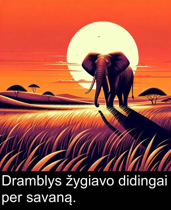 per: Dramblys žygiavo didingai per savaną.