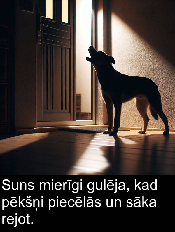 sāka: Suns mierīgi gulēja, kad pēkšņi piecēlās un sāka rejot.