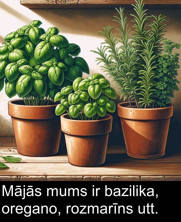 utt: Mājās mums ir bazilika, oregano, rozmarīns utt.