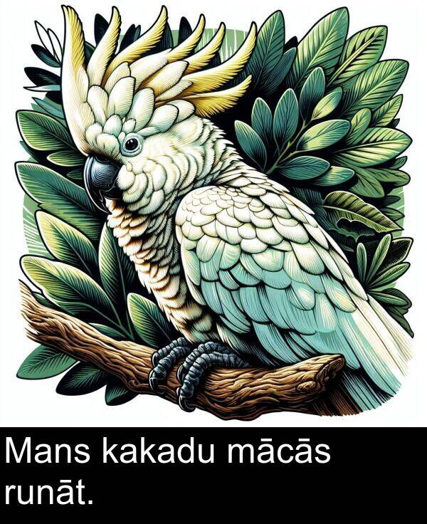 mācās: Mans kakadu mācās runāt.