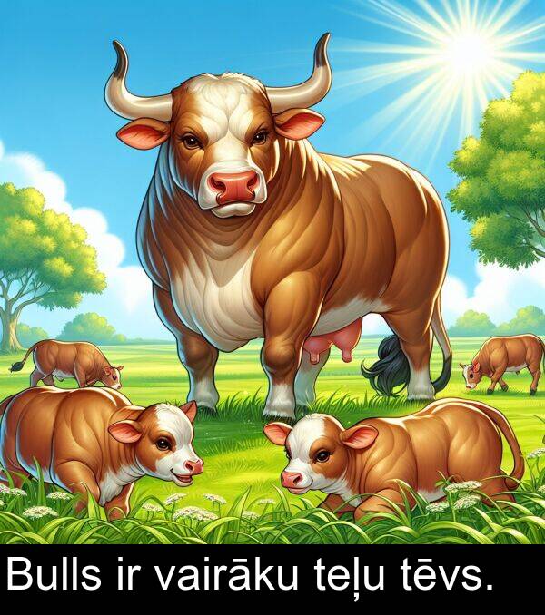 vairāku: Bulls ir vairāku teļu tēvs.