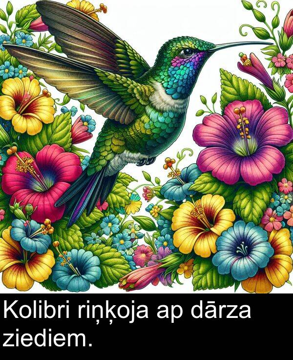 ziediem: Kolibri riņķoja ap dārza ziediem.