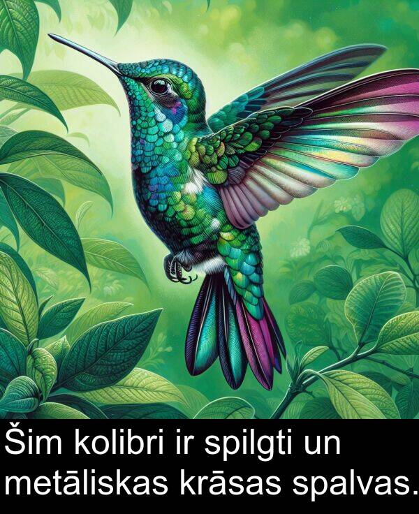 krāsas: Šim kolibri ir spilgti un metāliskas krāsas spalvas.