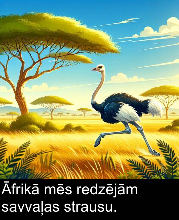 redzējām: Āfrikā mēs redzējām savvaļas strausu.