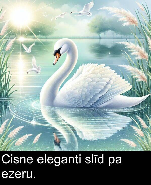 eleganti: Cisne eleganti slīd pa ezeru.