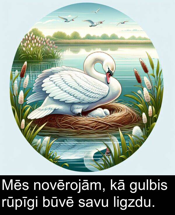 novērojām: Mēs novērojām, kā gulbis rūpīgi būvē savu ligzdu.