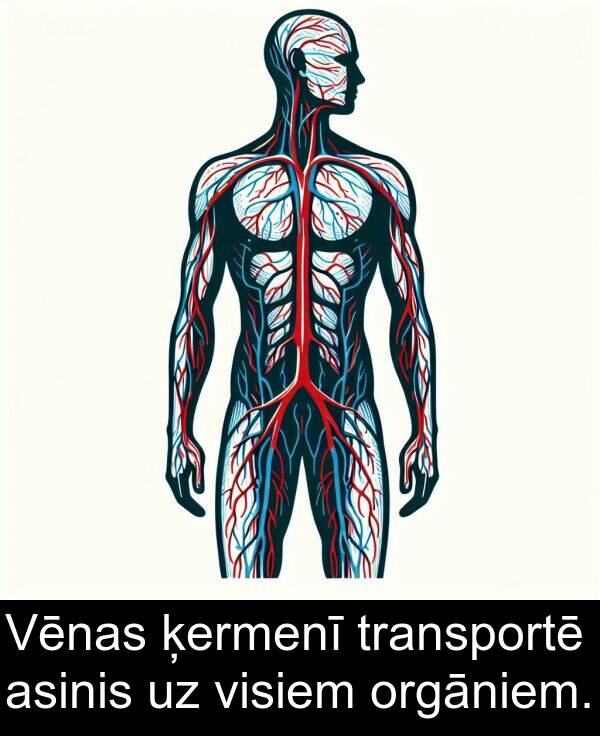 ķermenī: Vēnas ķermenī transportē asinis uz visiem orgāniem.