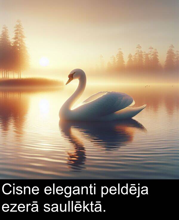 eleganti: Cisne eleganti peldēja ezerā saullēktā.