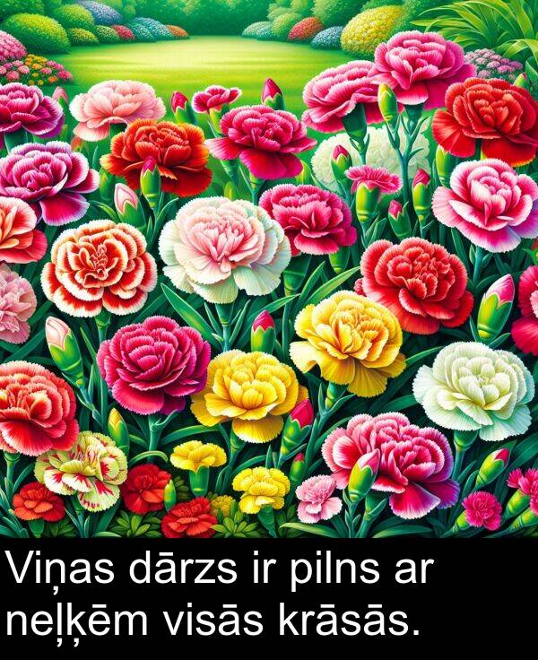 dārzs: Viņas dārzs ir pilns ar neļķēm visās krāsās.