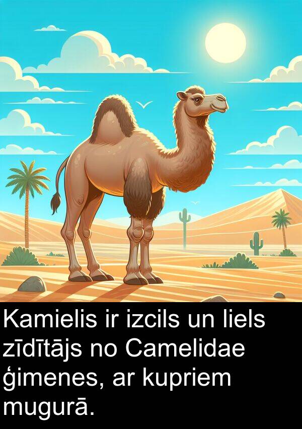 zīdītājs: Kamielis ir izcils un liels zīdītājs no Camelidae ģimenes, ar kupriem mugurā.