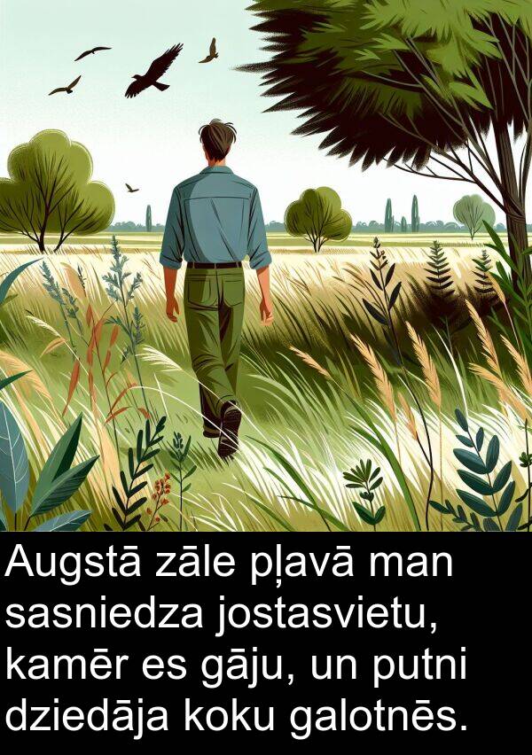 pļavā: Augstā zāle pļavā man sasniedza jostasvietu, kamēr es gāju, un putni dziedāja koku galotnēs.