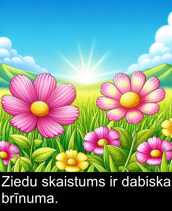 dabiska: Ziedu skaistums ir dabiska brīnuma.