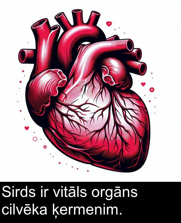 orgāns: Sirds ir vitāls orgāns cilvēka ķermenim.