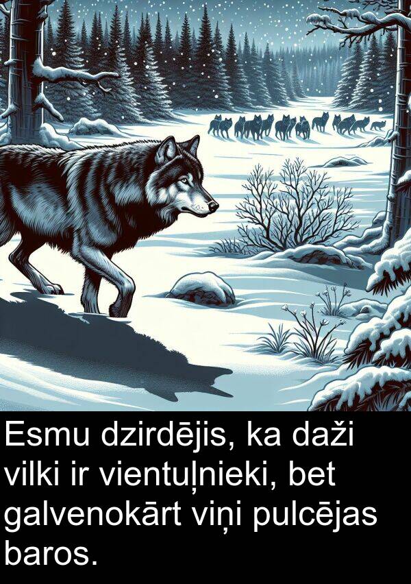baros: Esmu dzirdējis, ka daži vilki ir vientuļnieki, bet galvenokārt viņi pulcējas baros.