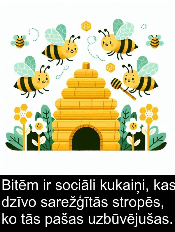 kukaiņi: Bitēm ir sociāli kukaiņi, kas dzīvo sarežģītās stropēs, ko tās pašas uzbūvējušas.