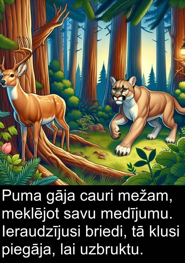 medījumu: Puma gāja cauri mežam, meklējot savu medījumu. Ieraudzījusi briedi, tā klusi piegāja, lai uzbruktu.