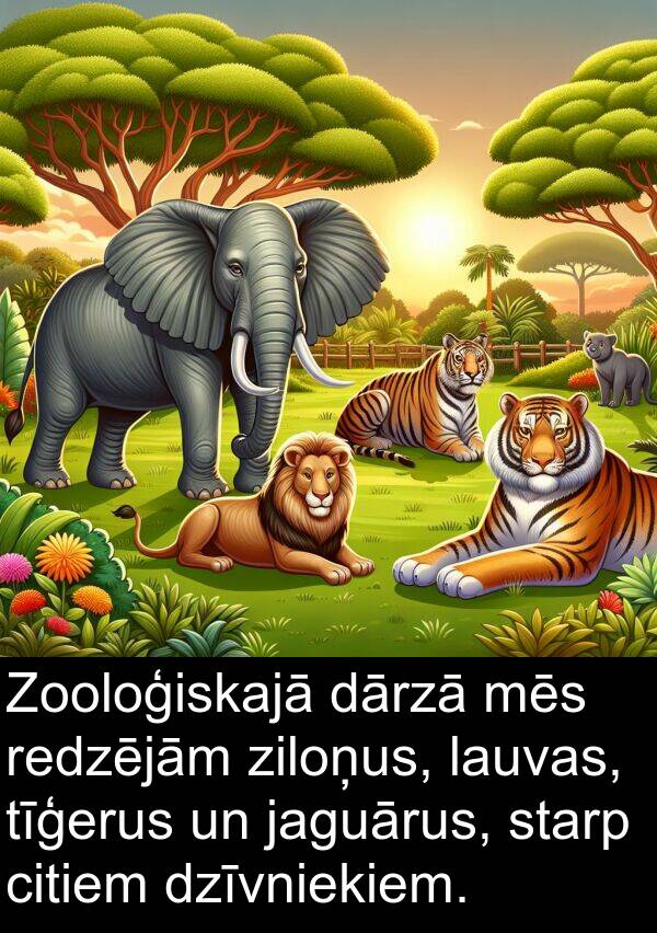 tīģerus: Zooloģiskajā dārzā mēs redzējām ziloņus, lauvas, tīģerus un jaguārus, starp citiem dzīvniekiem.