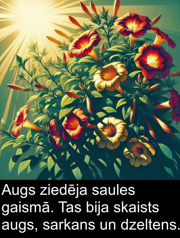 ziedēja: Augs ziedēja saules gaismā. Tas bija skaists augs, sarkans un dzeltens.