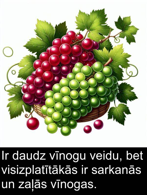 zaļās: Ir daudz vīnogu veidu, bet visizplatītākās ir sarkanās un zaļās vīnogas.